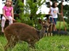 FER Bushbuck with kids