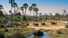 AHGM herd of elephants