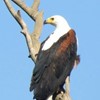 Royston nesting fish eagle