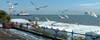 TAH Eastbourne seagulls