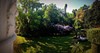 HM wisteria on the lawn