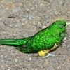 Royston emerald cuckoo