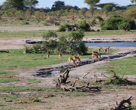This upmarket game lodge offers easy day game drives to the Savuti Marsh area and the Chobe River front