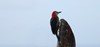 HMH Jamaican Woodpecker