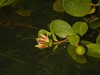 KBR kayak mangrove flower 1