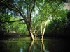 KBR kayaking mangroves 1