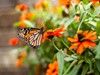 VVCI  - Monarch butterflies in a garden