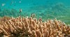 KBR snorkeling coral 1