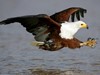 VM FISH EAGLE