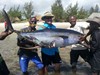 PBL fishing 92kg tuna