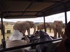 HJ game drive - elephant park