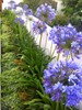 AGH GARDEN