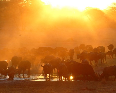 "Off the grid" eco-friendly safari lodge in Hwange National Park