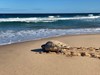 TMV leatherback turtle
