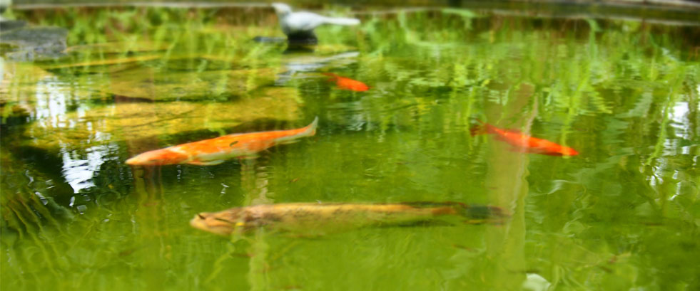 Cases a Gardenias Guest House