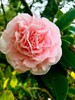 CI side camellia2