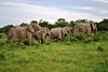 MGR elephants